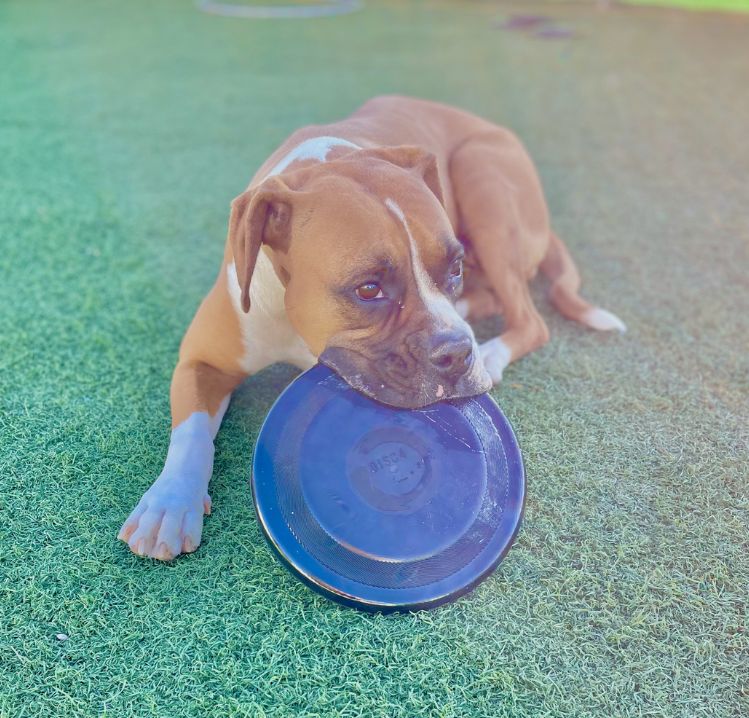 Entrenamiento de Boxer en Discdog